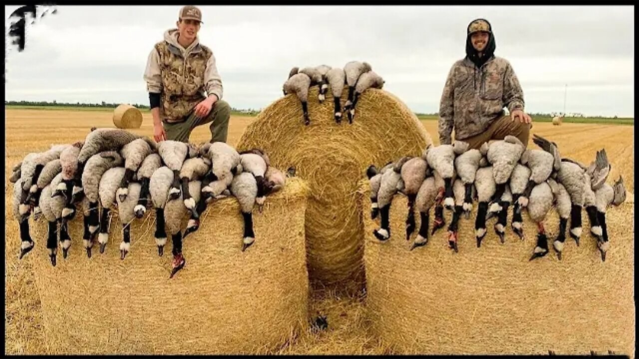 MOUSE FARM Australian Farmers Deal With 10 Million Invasive Geese And Swamp Rats This Way