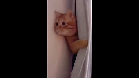 Funniest Animals 😂 || @silom Part_2