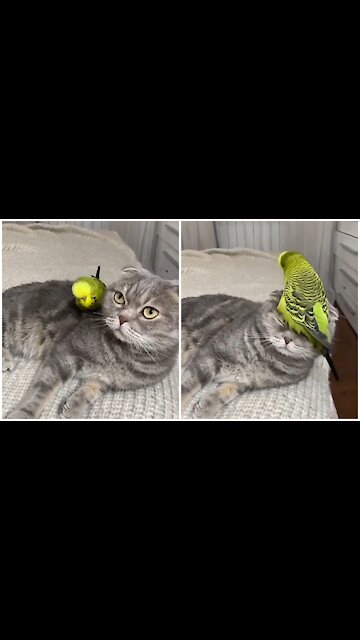 🔴A bird harasses the cat😂