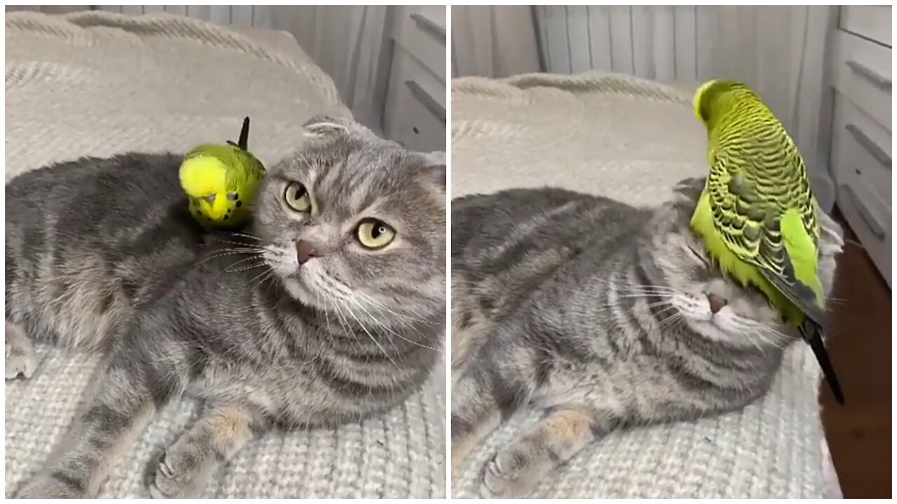 🔴A bird harasses the cat😂