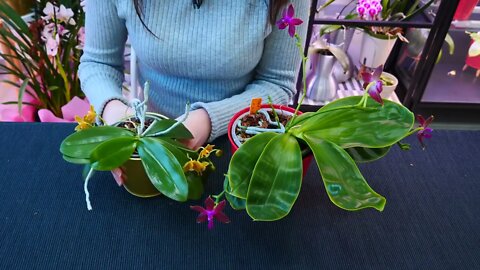 Why Orchid roots DON'T need light and clear pots