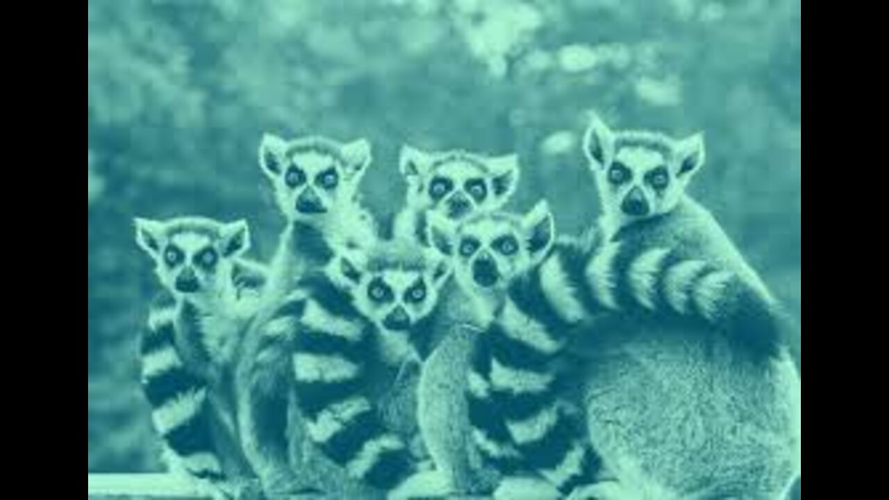 funny animals