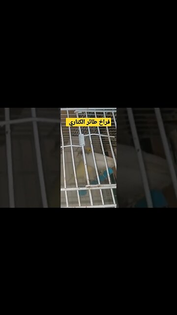 فراخ طائر الكناري