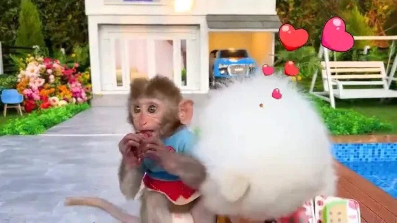 8 ++++ Monkey Baby Bon Bon on a winter vacation and fruit harvest in the garden with the puppy