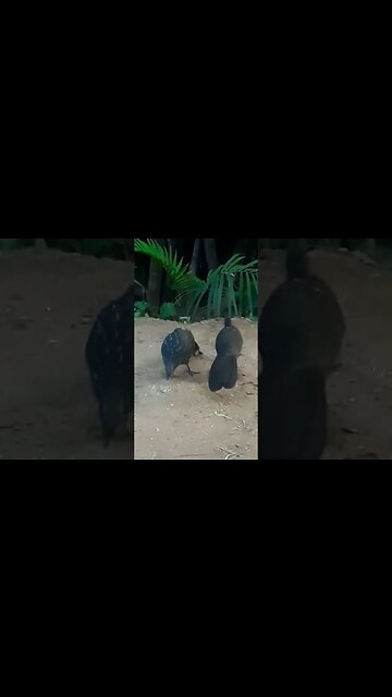 Jacu e seus filhotes com fome em busca de comida Jacuaçu