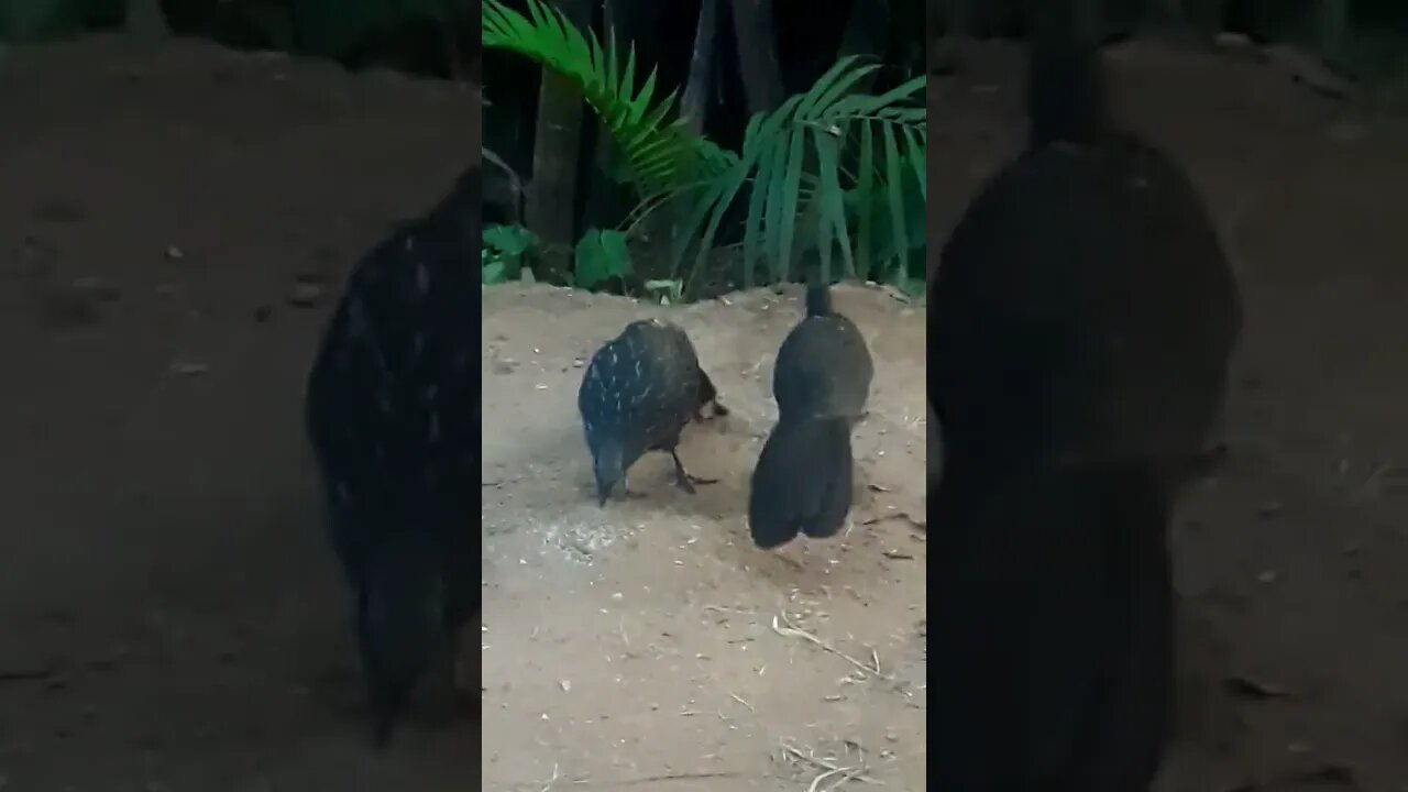 Jacu e seus filhotes com fome em busca de comida Jacuaçu