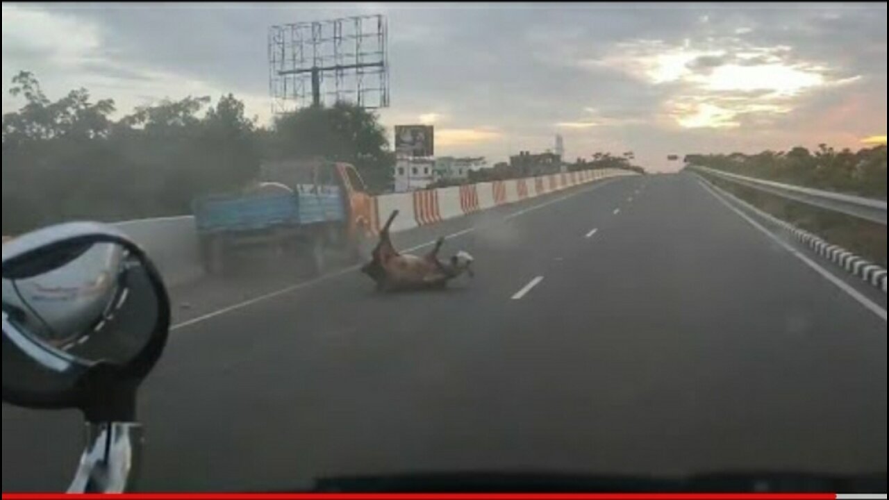 The cow and the owner of the cow fell out of the car while the car was moving