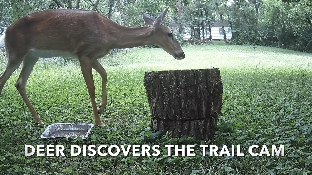 Deer Discovers The Trail Cam