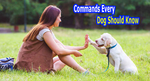 very very very beautiful dog training