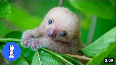 Cute Baby Sloths Being Baby Sloths - Hilarious Compilation