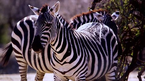 The zebra pattern is beautiful. It's very beautiful. Do you like it4