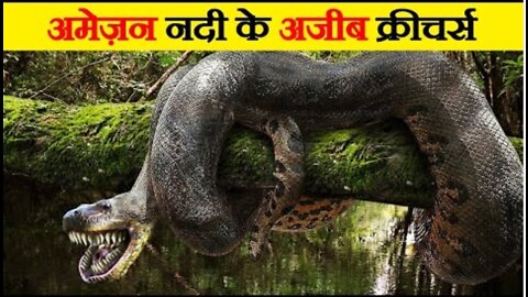 अमेज़न नदी का सबसे अनोखा रूप | Why Amazon River is A Confluence Of Nature's Best Beauty and Beast