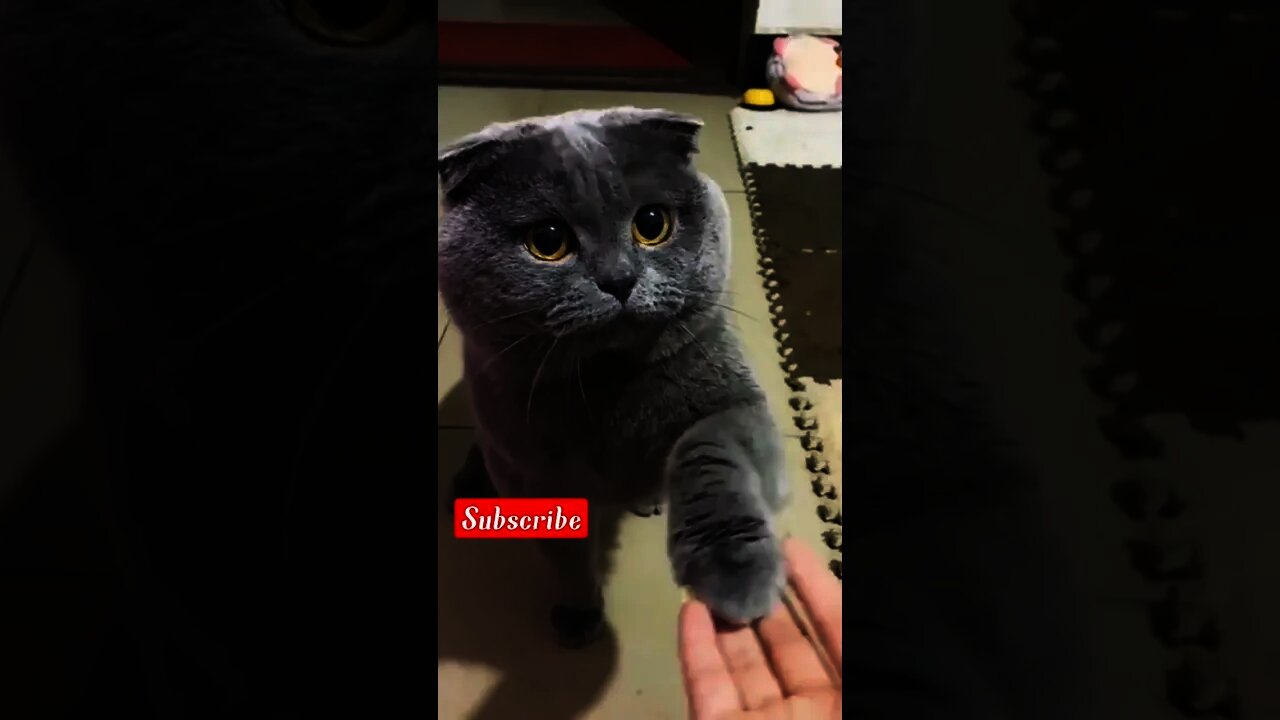 2022 best cute cat|funniest cat videos of 2022|cute animals|cat videos 2022,cat tik tok|2022,short,