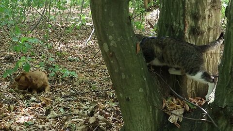 Funny Cat Watches a Small Dog