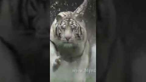 The Most Incredible Tiger Shot You'll Ever SEE!