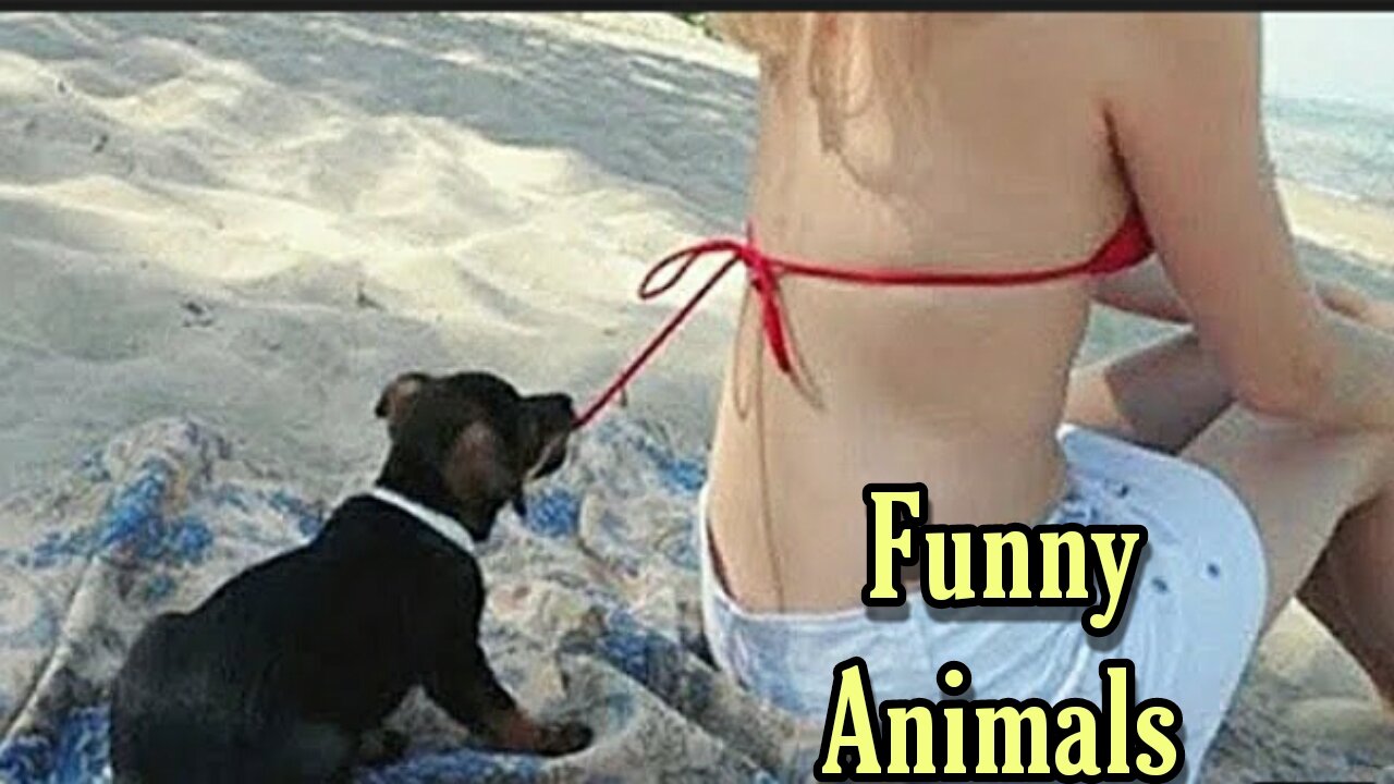 Funny Animals