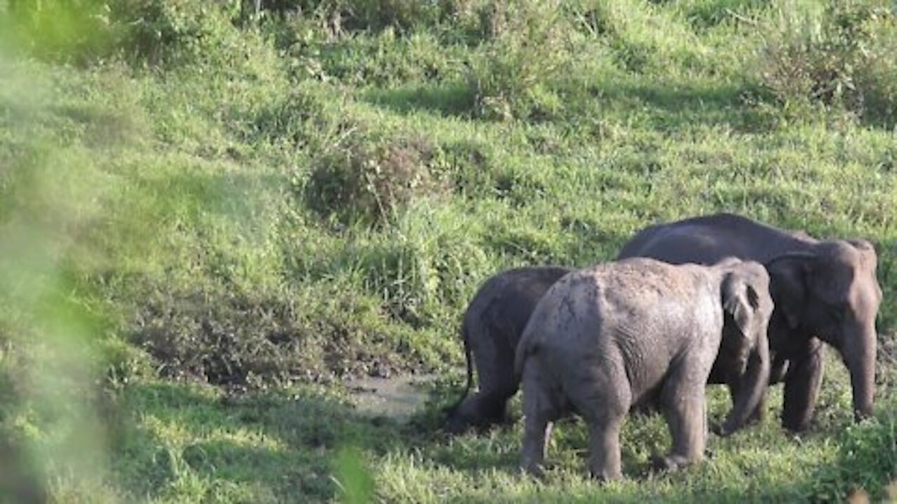 The world of elephants ...