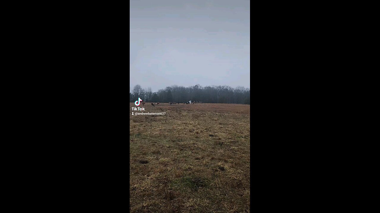 Happy cows and calves.