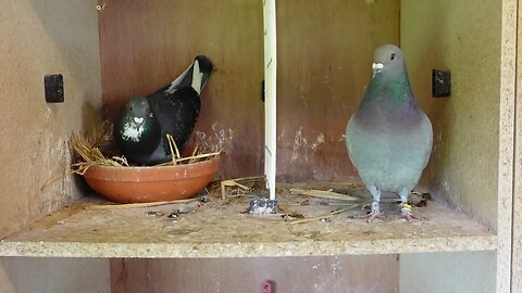 Getting ready to let these birds out one day this week , I need to break them to my loft .