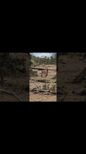Cheetahs Catch A Warthog!