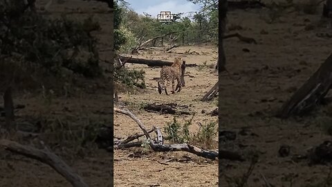 Cheetahs Catch A Warthog!