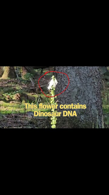A flower that contains dinosaur DNA #mockumentary