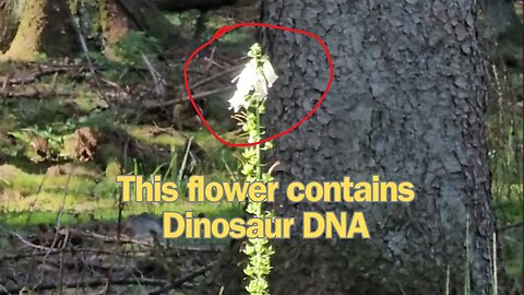 A flower that contains dinosaur DNA #mockumentary