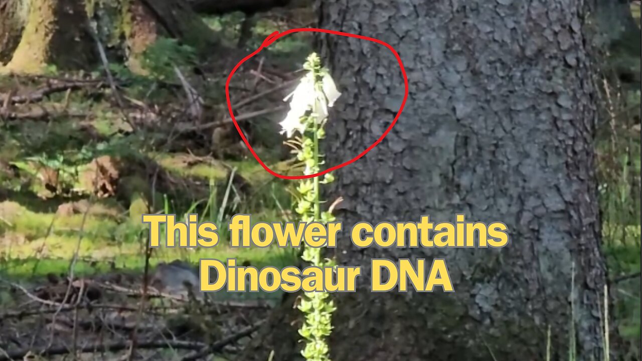 A flower that contains dinosaur DNA #mockumentary