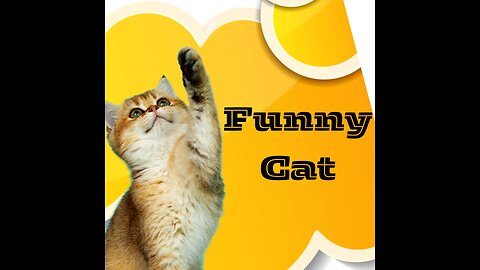 Funny cat