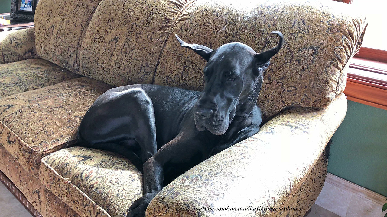 Sleepy Great Dane Has Tired Ears