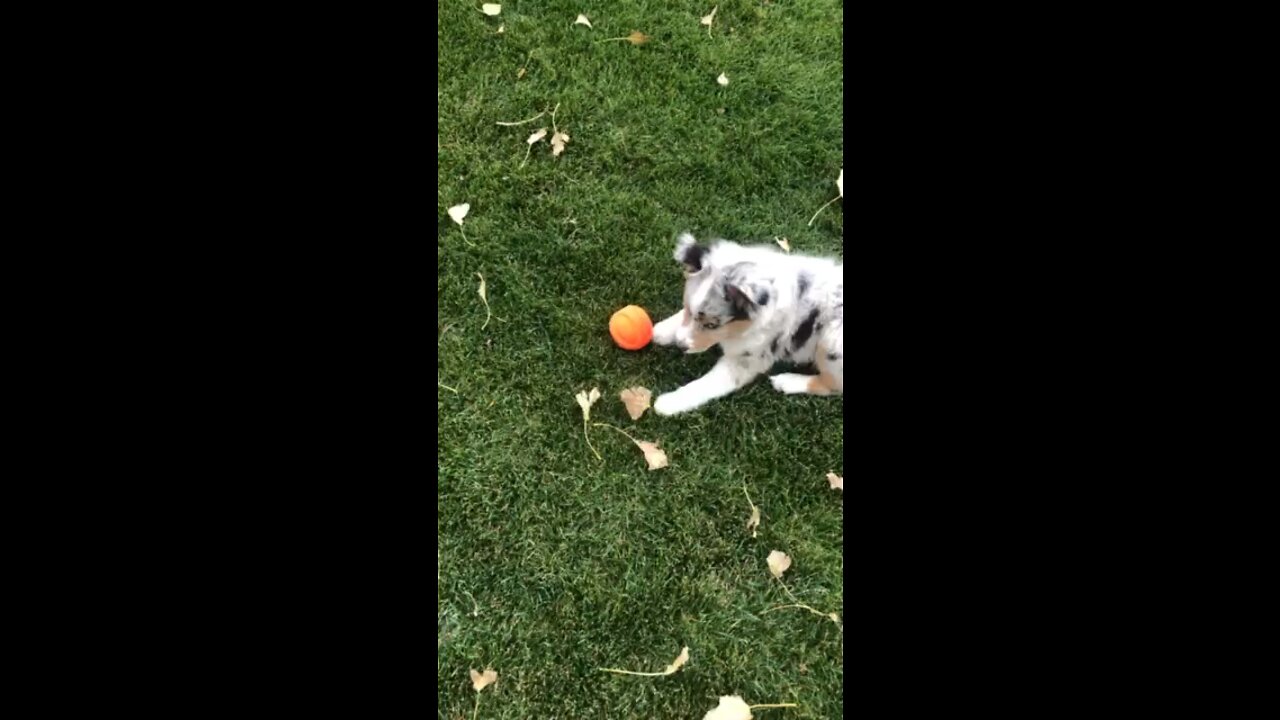 Puppy Mini Aussie Kona