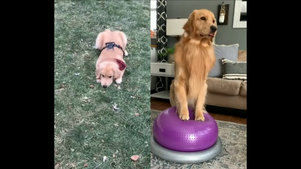 Golden Retriever tricks training