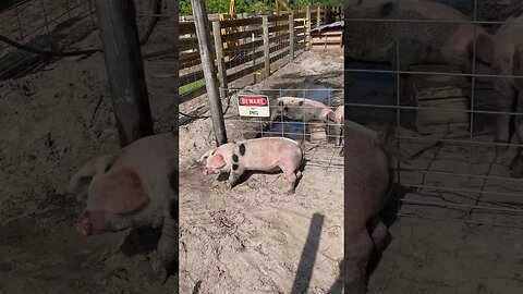 Beware of the Dancing Pig #pigs #farming #shorts