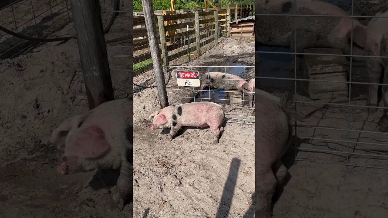 Beware of the Dancing Pig #pigs #farming #shorts