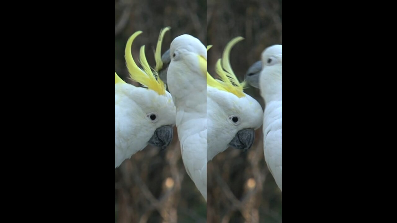 White birds love each other 2021