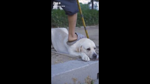 Dog save blind man life from street ☺️