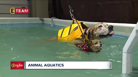 K9 aquatics provides rehab for dogs