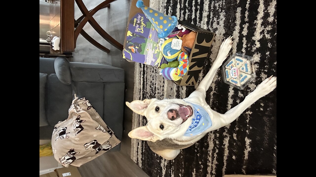 BIRTHDAY BARK BOX REVIEW