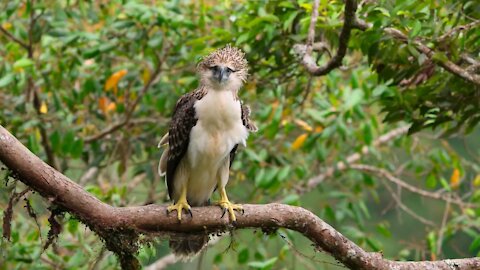 Crested Hawk Eagle On Windy And Rainy Day