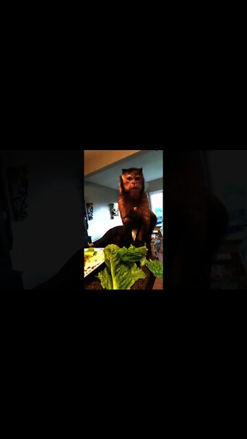 Dinner! Lettuce wraps 1st you gotta tear the lettuce 🥬 #SHORTS