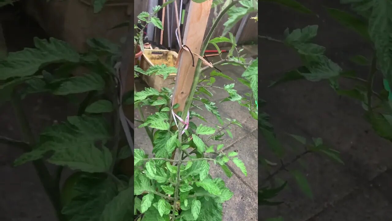 How we do gardening in London-tomatoes not yet red