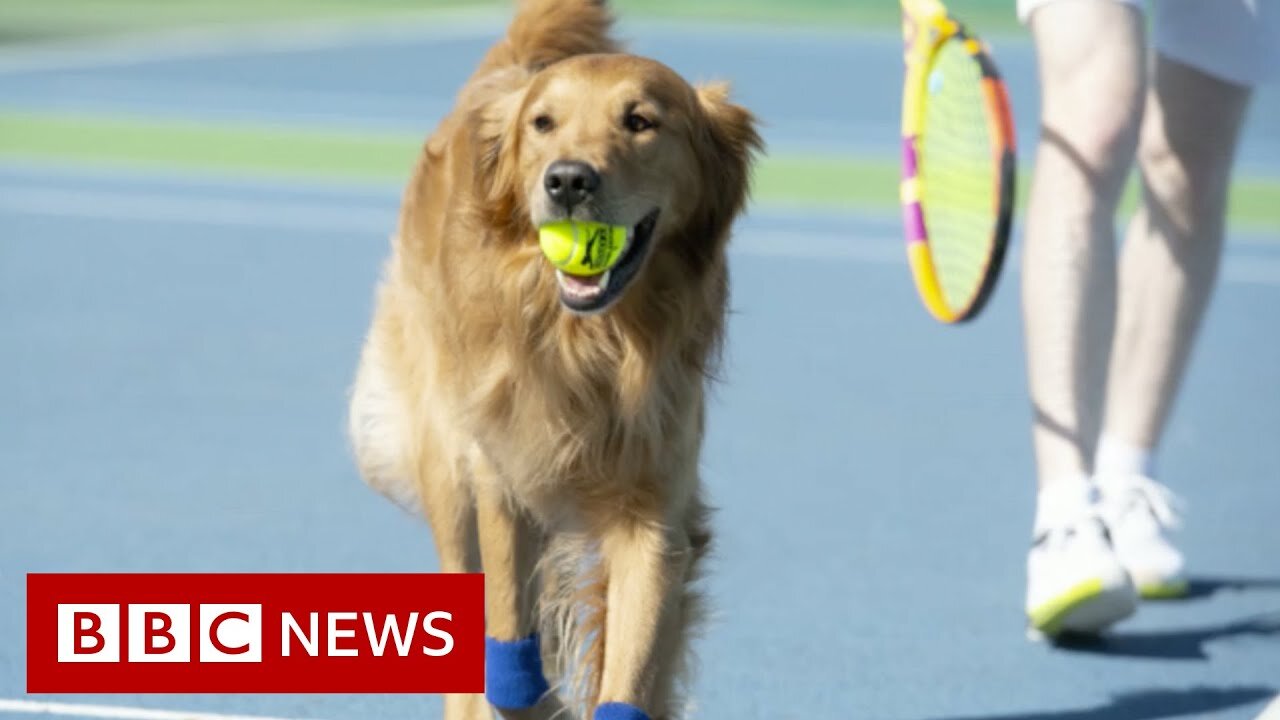 Tennis_club_tries_to_train_dogs_to_be_tennis_'ball_boys'_for_Wimbledon_-_98News