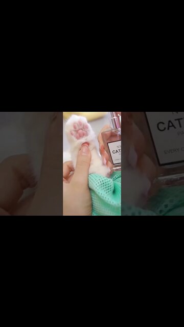 Satisfying Paws Cleaning of Kitty