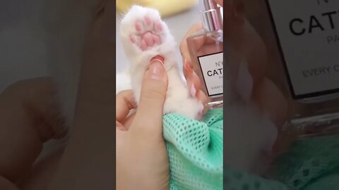 Satisfying Paws Cleaning of Kitty