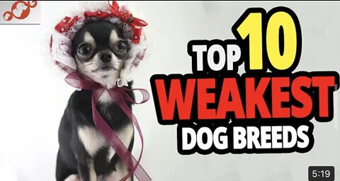 Weakest Dogs - TOP 10 Weakest Dog Breeds In The World!