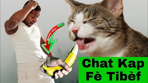 Vidé0 Yon Nèg Ki Mété Lèt Sou Tèt Kòk Kalitél Epi Yon Chat Ap Sousel 😳Bav Chat Bay Anpil Maladi