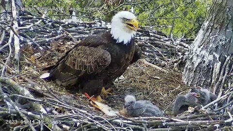 Hays Eagles Mom I'm Hungry! - H20 tries to self feed - 17 Days old 04-14-2023 15:26