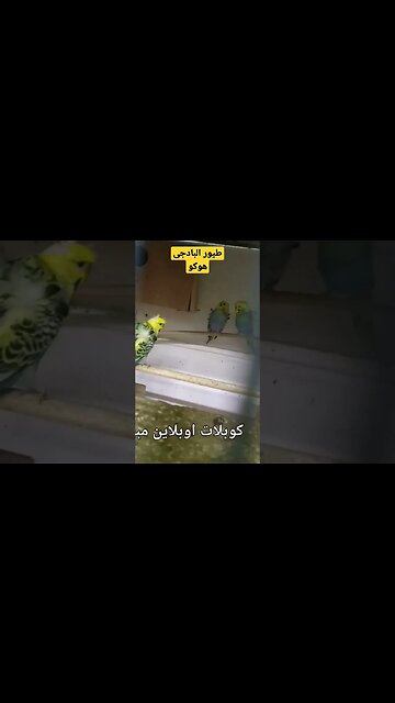 طيور البادجى هوكو كيوت روعة مرحبا