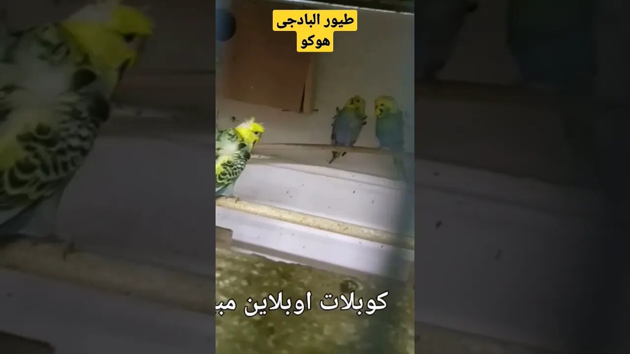 طيور البادجى هوكو كيوت روعة مرحبا