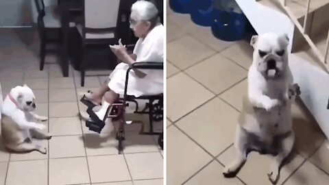 bulldog dances rhythmically to grandma's song.